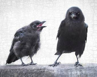 The Art of Parenting - Signed Fine Art Photograph by June Hunter, Crow Portrait, Black and White, Minimalist