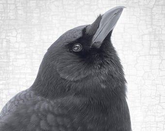 Alert Crow Portrait - Signed Fine Art Photography Print, Home Decor