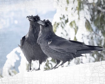 Ravens With A View - Signed Fine Art Raven Photograph by June Hunter
