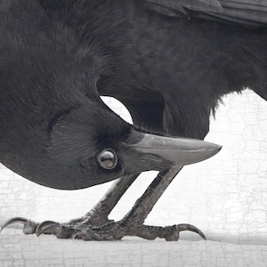 Peut inclure: Gros plan d'un corbeau noir, mettant en valeur les détails des plumes, de l'œil, du bec et des griffes. L'oiseau est incliné vers le bas, son bec près de ses griffes. Le fond est une surface blanche texturée, contrastant avec le plumage sombre.
