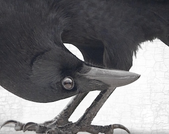 Crow Photograph — Title: Upside Down — Signed Fine Art Photographic Portrait