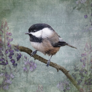 Black-Capped Chickadee — Bird Print by June Hunter, Layered Collage of Photography