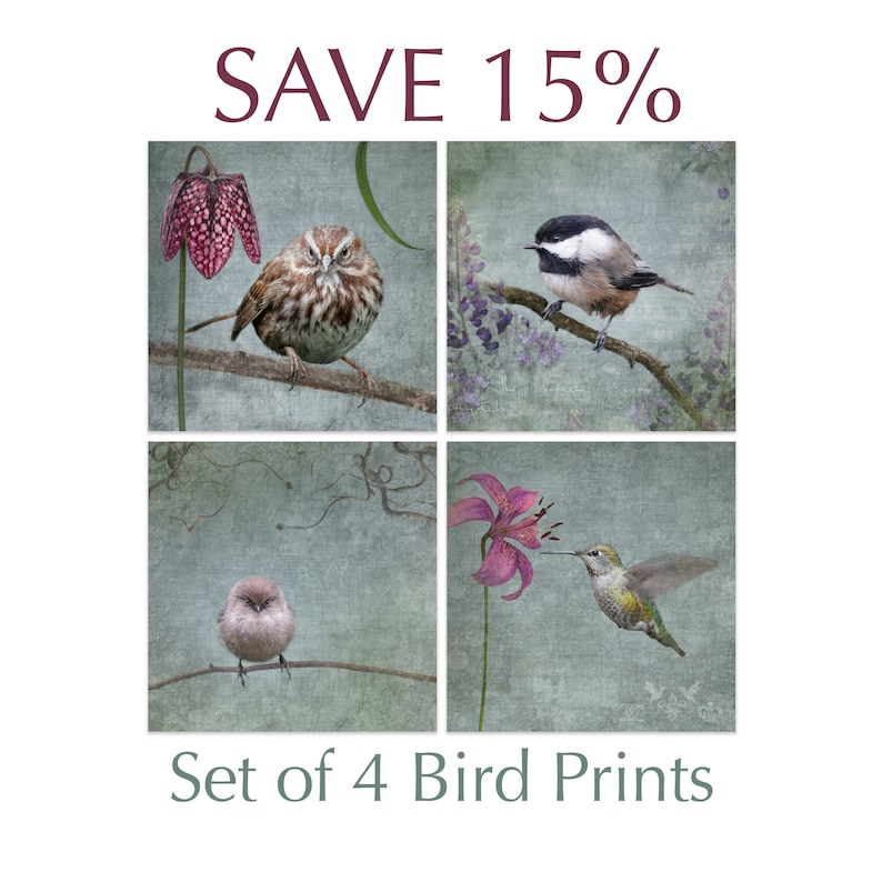 Choose or Four More of Any Bird Photography Images and Save Save 15/% on Set of Any Four Bird Prints Signed Fine Art Prints