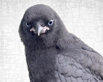 Fledgling Crow Portrait, Antique Texture, Signed Fine Art Photograph