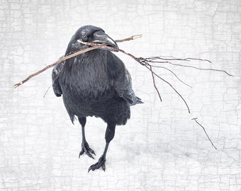 Raven Nesting Fine Art Photograph – Black and White Minimalist Print