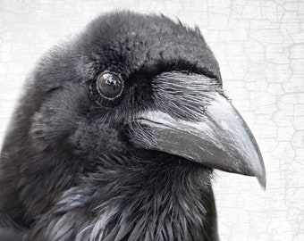 Tower of London Raven Print – Jubilee, Signed Black and White Photograph
