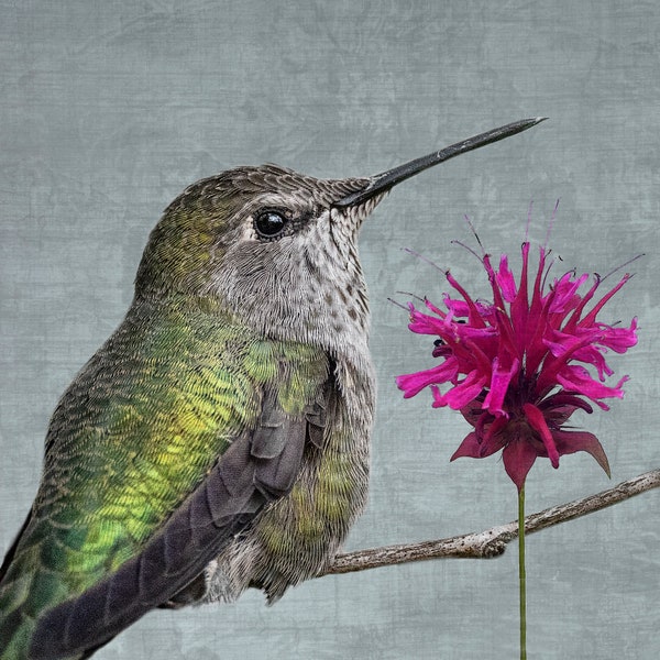 Hummingbird with Bee Balm, Sky Blue Background with Textures - Signed Fine Art Photograph