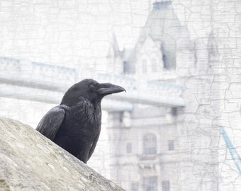 Tower of London Raven Photograph – Black and White Fine Art Print
