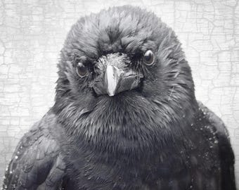 Wistful Crow Portrait – Signed Fine Art Photograph