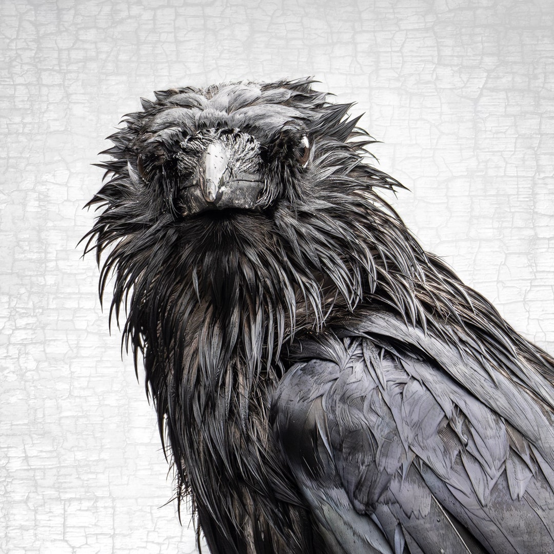 B4原画 crow il_1080xN.6051205890_rw9j.jpg
