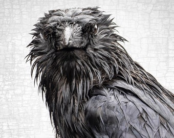 Signed "Wet Sunday Crow" Photograph – Black and White Minimalist Portrait