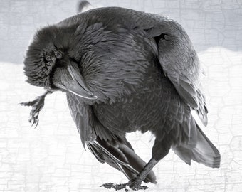 Raven Dance Photograph – Black and White Bird Portrait, Signed Print