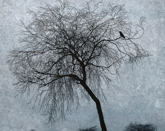 Solitary Crow Fine Art Photograph – Winter Tree, Signed Print