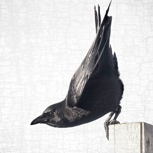 May include: A black crow in a diving pose, perched on a weathered wooden post. The bird's feathers are detailed, and the background has a textured, cracked paint effect. The crow's beak is pointed downward.