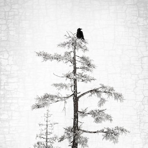 Raven Peace, A Single Raven in the Top of a Tree Signed Fine Art Photograph by June Hunter, Raven Home Decor