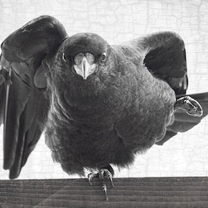 May include: A black crow with its wings spread out, perched on a wooden surface. The crow is looking directly at the camera with an intense expression.