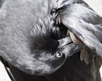 Tower of London Raven Fine Art Print – Black and White Photography
