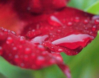 After the Rain Original Macro Photograph