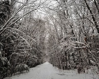 Winter Wonderland Trail Black and White Photography