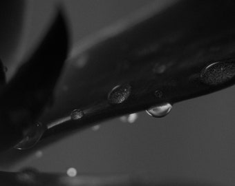 Water Drops on Succulant