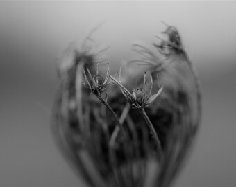 Black and White Flower Photograph