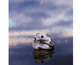 Hippo skull and Sky note cards set of 6