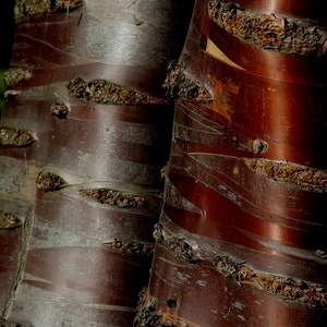 LUMINOUS CHERRY BARK note cards set of 6