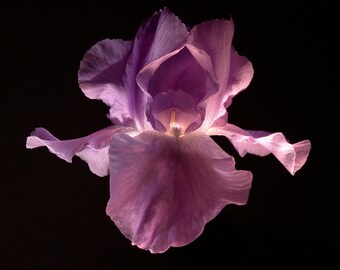 GLOWING IRIS note cards set of 6