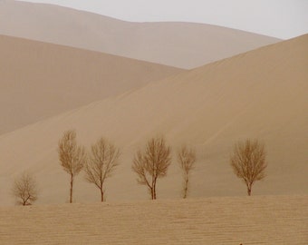 SAND DUNES and TREES note cards set of 6