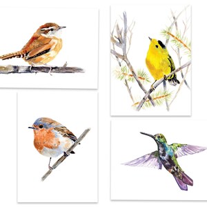 May include: Four watercolor paintings of birds on branches. The first painting shows a brown wren perched on a branch. The second painting shows a yellow warbler perched on a branch. The third painting shows a robin perched on a branch. The fourth painting shows a hummingbird in flight.