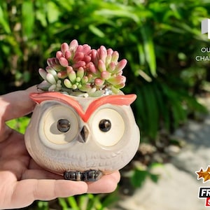 Peut inclure: Un petit pot en céramique gris en forme de hibou avec des accents rouges, contenant une plante succulente aux feuilles roses et vertes. Le pot a de grands yeux ronds et un bec.
