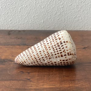 May include: A cone-shaped seashell with a smooth, off-white surface featuring a repeating pattern of small, dark brown rectangular markings arranged in vertical rows along the exterior of the shell, tapering to a rounded point at one end.