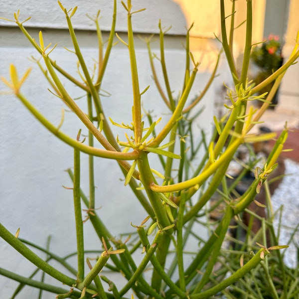 Fire Sticks Pencil Cactus - Euphorbia Tirucalli In 6" Pot - Easy Care Houseplant