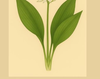 E-Book zur Pflanzensuche