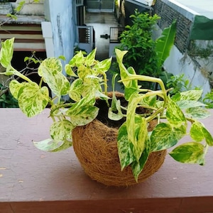 Handmade Coconut Fiber Pot | Eco-Friendly Kokedama Pot | Rustic Coco Fiber Planter | Indoor Garden Decor | Natural Plant Holder