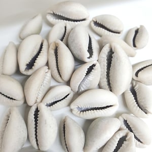 May include: A pile of white cowrie shells, a type of sea shell often used in jewelry making and crafts.
