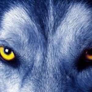 May include: Close-up of a wolf's face with piercing yellow eyes. The fur is dark blue and grey.