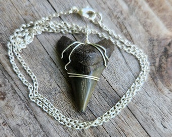 Fossilized Megalodon Shark Tooth Pendant on Silver Plated Necklace Unisex Wire Wrapped
