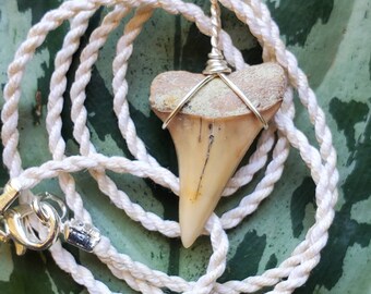 Authentic Bakersfield California Fossil Mako Shark Tooth on Hemp Cord Necklace OOAK