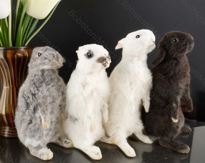 Rabbit Specimen,real Taxidermy Rabbit,science Education Home Decor ...