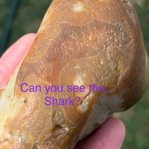 May include: A smooth, rounded tan and brown stone with a translucent, waxy texture and visible circular patterns on its surface. The text 'Can you see the Shark?' is printed in purple letters across the center of the stone's irregular, polished face.