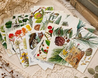 Vintage botanische Baumbuchseiten, Ephemera Lot für Junk Journals, Collage Crafts