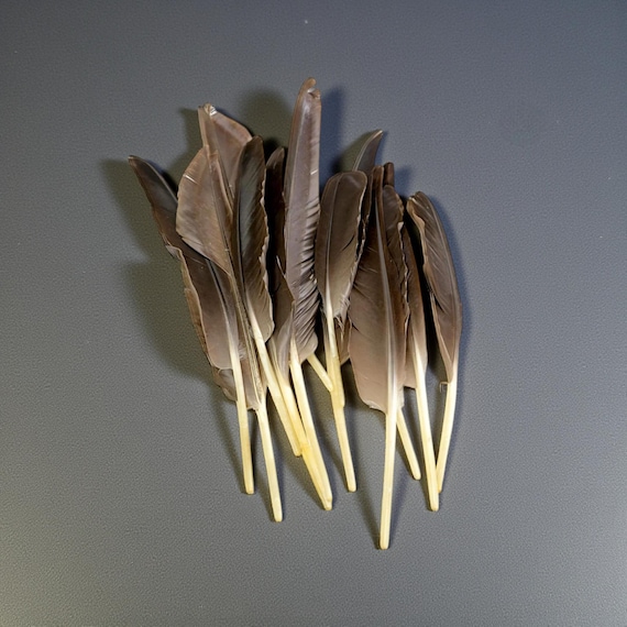 Large Foraged Canada Goose Feathers – Lot of 12 | Cruelty Free