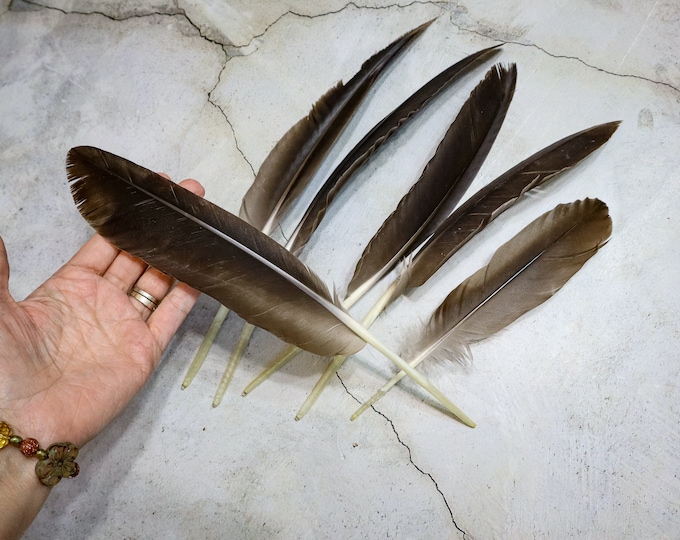 Large Foraged Cruelty Free Canada Goose Feathers Alter Etsy