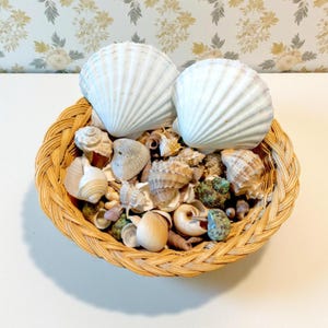 May include: A wicker basket brimming with assorted seashells. Two large, white scallop shells are placed on top of a collection of smaller shells in shades of brown, beige, and cream. The basket is made of light brown woven material.