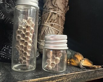 HUGE Wasp Nest, Paper Wasp Nest, Bee Nest, Hornet's Nest 13 - Etsy