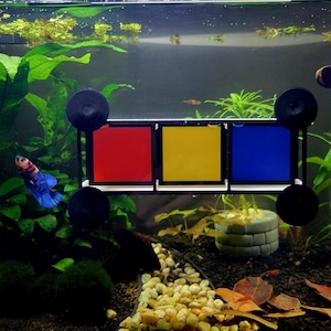 May include: An aquarium scene featuring a colorful betta fish swimming near a black framed color filter with red, yellow, and blue panels. The tank is filled with green plants, gravel, and a decorative stone structure.