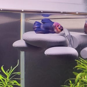 May include: A dark blue and purple betta fish rests on a grey, multi-lobed, 3D-printed plastic leaf hammock suctioned to the side of a glass aquarium. The fish has a distinct purple head and dark blue fins, positioned near green aquatic plants.