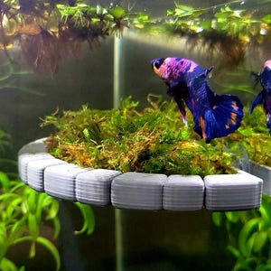 May include: A floating betta fish log made of light gray plastic segments arranged in a circular shape, containing a dense patch of green aquatic moss. A vibrant purple, blue, and orange betta fish swims near the moss in a clear aquarium.