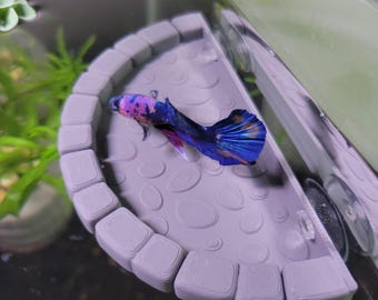 Betta Fish Hammock Perch - Aquarium Resting Spot, Stone Balcony Ledge Style Fish Tank Decor